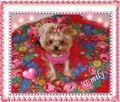 York, yorkshire terrier!Elitarny reproduktor micro, małopolska - 4