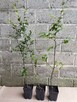 Grab pospolity sadzonki 100cm w doniczkach Carpinus betulus - 1