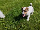 Szczeniaki Jack Russell Terrier - 9