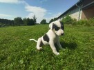 Szczeniaki Jack Russell Terrier - 6