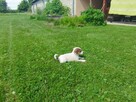 Szczeniaki Jack Russell Terrier - 8