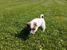 Szczeniaki Jack Russell Terrier - 1