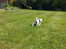 Szczeniaki Jack Russell Terrier - 3