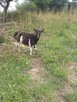 Kozy mleczne kózki kozioł - 4