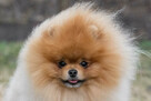 Pomeranian - pieski po pięknym Championie !! - 2