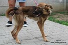 Owsik energiczny piesek szuka domu - 10
