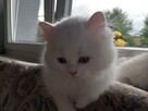 Koty Perskie - 2