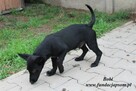 Bobi nieufny szczeniak - 5