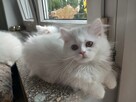 Koty Perskie - 4