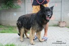 Samuraj sporych rozmiarów spokojny pies - 2