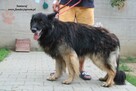 Samuraj sporych rozmiarów spokojny pies - 6