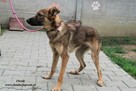 Owsik energiczny piesek szuka domu - 3