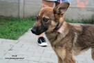 Owsik energiczny piesek szuka domu - 2
