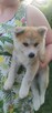 Akita inu szczeniaki - 5