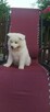Akita inu szczeniaki - 2