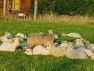 Sprzedam Owce rasy Skudde - 3