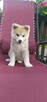 Akita inu szczeniaki - 6
