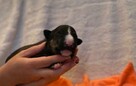 Bullterrier miniaturowy - chłopiec - 6