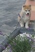 Akita inu szczeniaki - 7