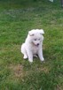 Akita inu szczeniaki - 1