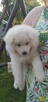 Akita inu szczeniaki - 3