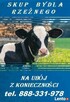 Skup bydła rzeznego na ubój z konieczności - 3