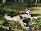 Pilne Aron ok 9 m-czny Siberian Husky czeka na dom Bełchatów - 5