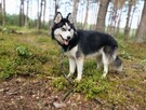 Pilne Aron ok 9 m-czny Siberian Husky czeka na dom Bełchatów - 4