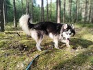 Pilne Aron ok 9 m-czny Siberian Husky czeka na dom Bełchatów - 6