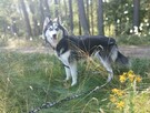 Pilne Aron ok 9 m-czny Siberian Husky czeka na dom Bełchatów - 3