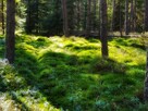 Atrakcyjna działka budowlana Czarny Dunajec - Podhale - 5