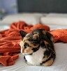 Florka ok roczna śliczna kotka czeka na Ciebie Sochaczew - 3