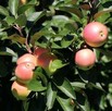 Jabłoń kolumnowa POLKA - soczyste, aromatyczne owoce - 1