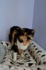 Florka ok roczna śliczna kotka czeka na Ciebie Sochaczew - 5