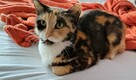 Florka ok roczna śliczna kotka czeka na Ciebie Sochaczew - 2