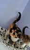 Florka ok roczna śliczna kotka czeka na Ciebie Sochaczew - 6