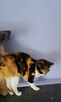 Florka ok roczna śliczna kotka czeka na Ciebie Sochaczew - 4