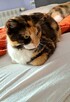 Florka ok roczna śliczna kotka czeka na Ciebie Sochaczew - 1