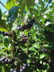 Sprzedam owoce aronii - 3
