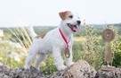 Szczenięta z metryką ZKwP/FCI Jack Russell Terrier Warszawa - 4