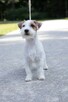 Szczenięta z metryką ZKwP/FCI Jack Russell Terrier Warszawa - 7
