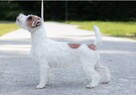 Szczenięta z metryką ZKwP/FCI Jack Russell Terrier Warszawa - 5
