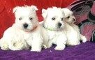 West Highland White Terrier - 5