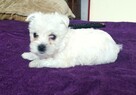 West Highland White Terrier - 4