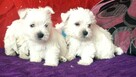 West Highland White Terrier - 6