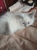 Piękne kocięta Ragdoll - 5