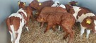 Mięsne cielęta byczki - 2