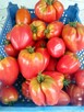 Pomidory zamów już dziś! 730 450 496 - 1