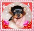 York, yorkshire terrier!Elitarny reproduktor micro, małopolska - 5
