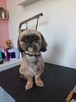 Groomer, Salon pielęgnacji psów, Psi fryzjer - 15